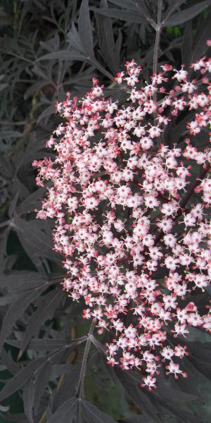 Sambucus nigra f. porphyrophylla 'Eva'PBR