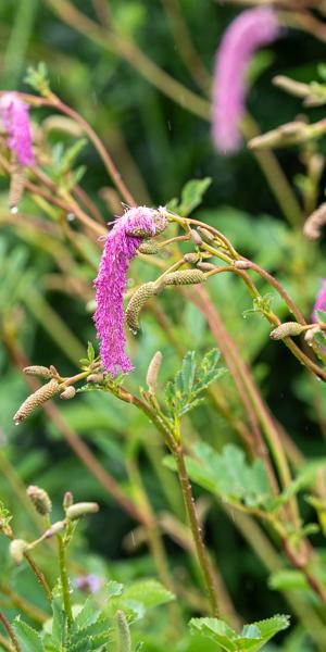 Sanguisorba hakusanensis 'Lilac Squirrel'