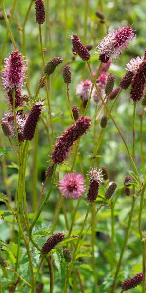 SANGUISORBA menziesii