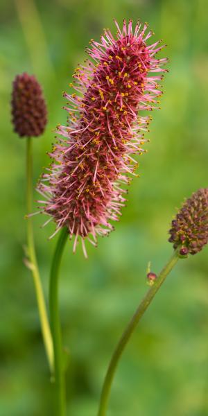 SANGUISORBA menziesii