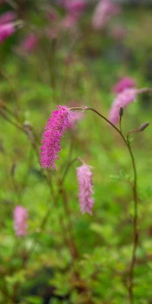 SANGUISORBA obtusa