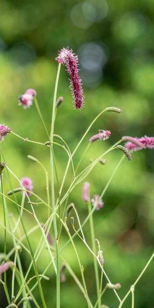 Sanguisorba tenuifolia 'Pink Elephant'