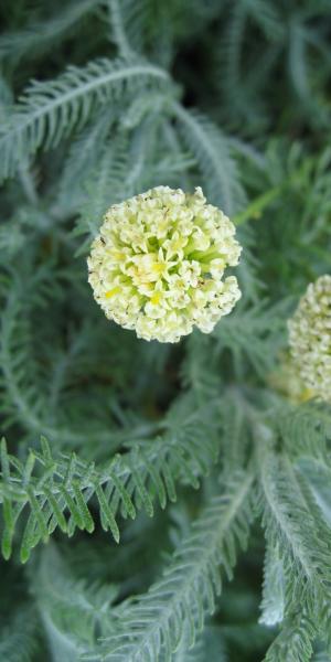 SANTOLINA pinnata ssp. neapolitana 'Edward Bowles'