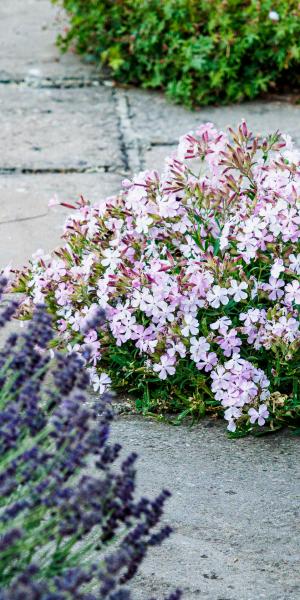 SAPONARIA x lempergii 'Max Frei'