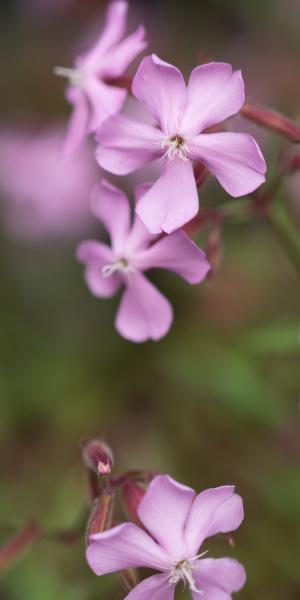 SAPONARIA x lempergii 'Max Frei'