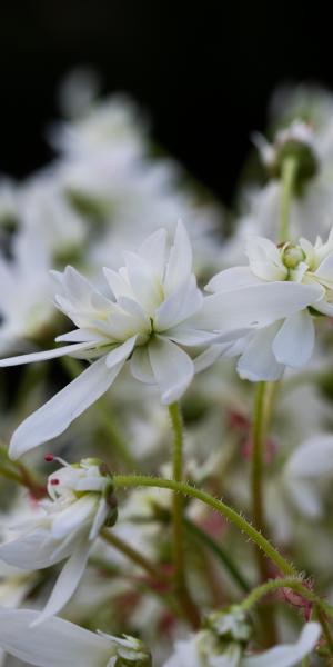 SAXIFRAGA fortunei 'Shiranami'