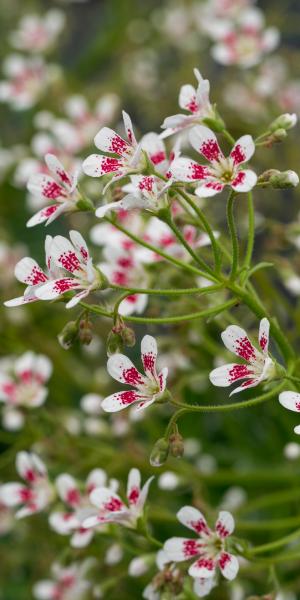 SAXIFRAGA Southside Seedling Group 