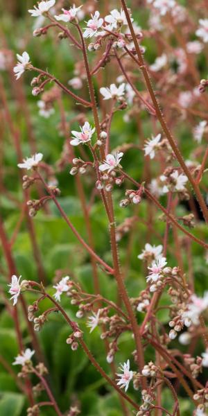 SAXIFRAGA umbrosa