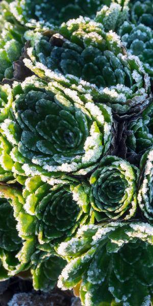 SAXIFRAGA 'Winifred Bevington'