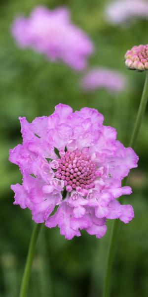 SCABIOSA africana 'Jocelyn' 