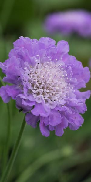 SCABIOSA 'Butterfly Blue'