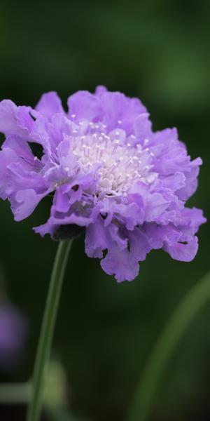 SCABIOSA 'Butterfly Blue'