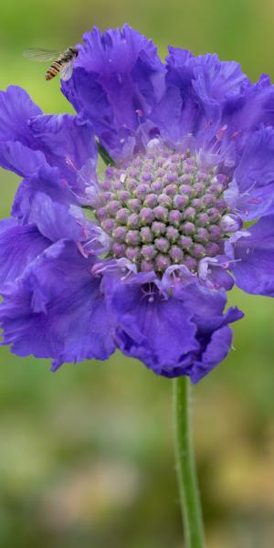 SCABIOSA caucasica 'Fama Deep Blue'