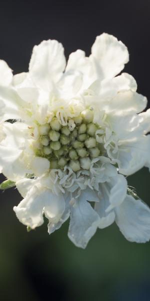 SCABIOSA caucasica 'Miss Wilmott' 