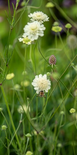 SCABIOSA  columbaria ssp. ochroleuca