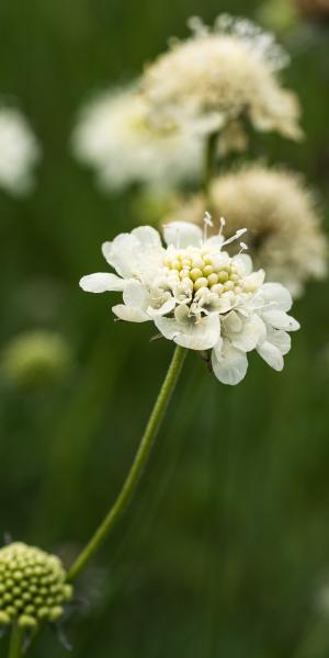 SCABIOSA  columbaria ssp. ochroleuca