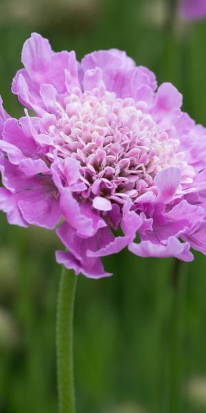 SCABIOSA incisa 'Kudo' 