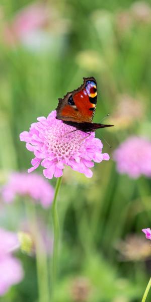 SCABIOSA incisa 'Kudo' 