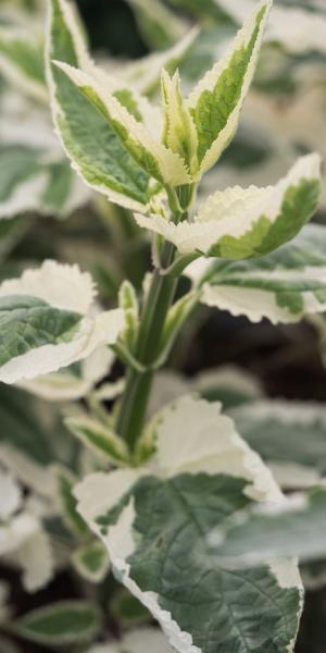 SCROPHULARIA auriculata 'Variegata'