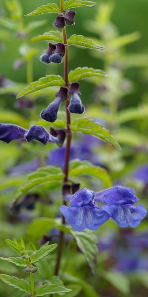 SCUTELLARIA scordifolia