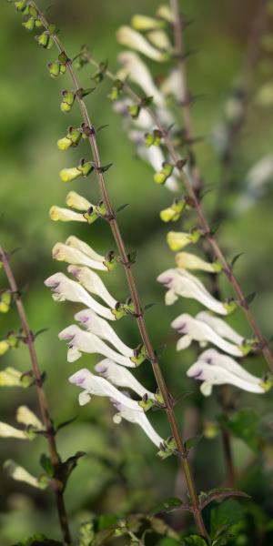 SCUTELLARIA tournefortii