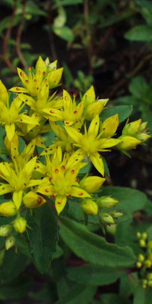 SEDUM aizoon 'Euphorbioides' 