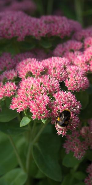 HYLOTELEPHIUM 'Herbstfreude' (Herbstfreude Group)