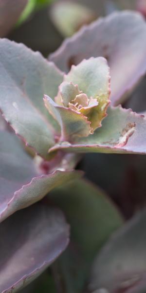 HYLOTELEPHIUM telephium 'Karlfunkelstein' (Atropurpureum Group)