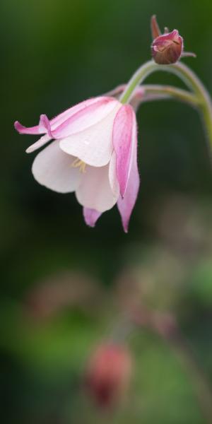 SEMIAQUILEGIA Australian Form