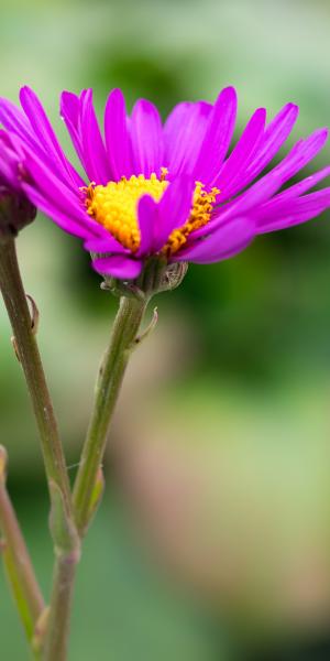 SENECIO pulcher