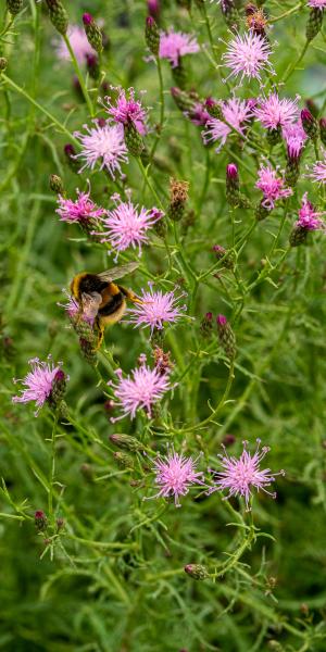 Serratula tinctoria var. seoanei