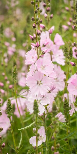 SIDALCEA 'Elsie Heugh'