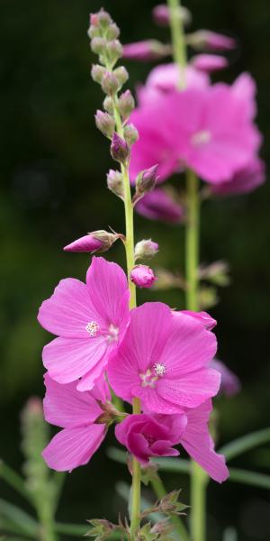 SIDALCEA 'Rose Queen'