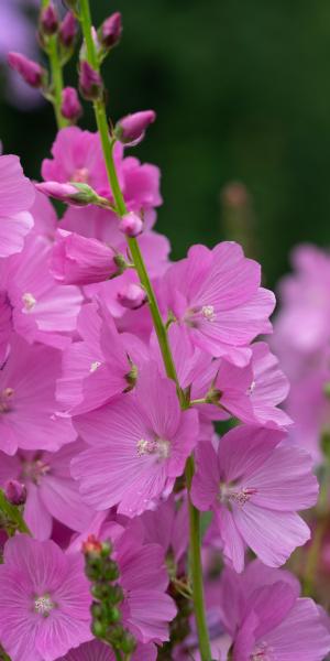 SIDALCEA 'Rose Queen'