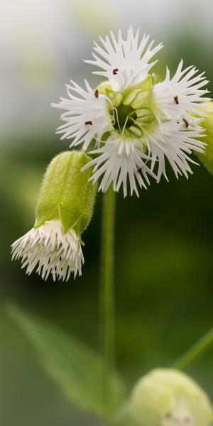 SILENE fimbriata 