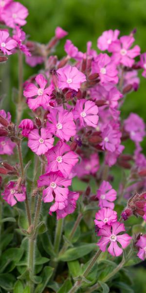 SILENE Rollies Favourite'