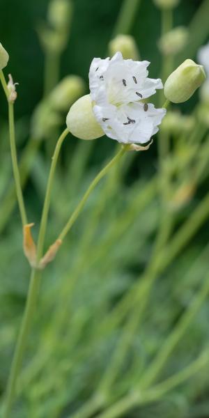 SILENE uniflora 