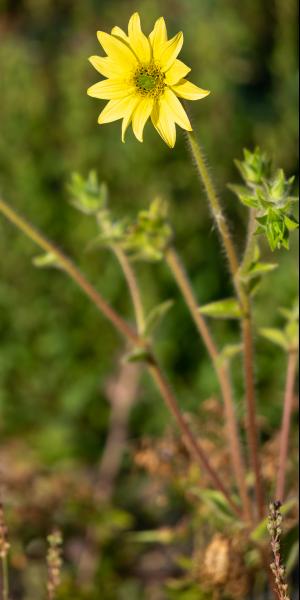 SILPHIUM mohrii