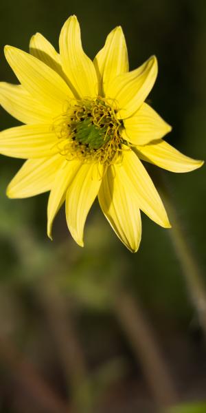 SILPHIUM mohrii