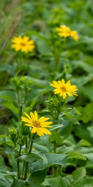 Silphium perfoliatum 'J. S. Maya'