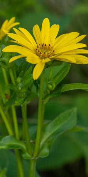 Silphium perfoliatum 'J. S. Maya'