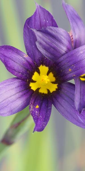 Sisyrinchium idahoense var. bellum