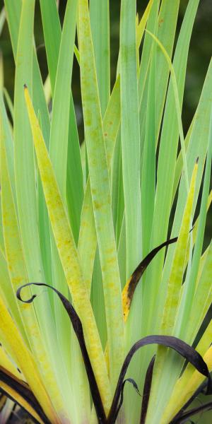 SISYRINCHIUM striatum 