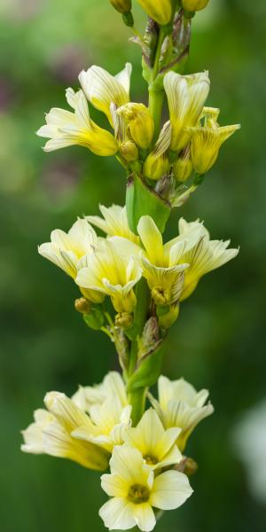 SISYRINCHIUM striatum 