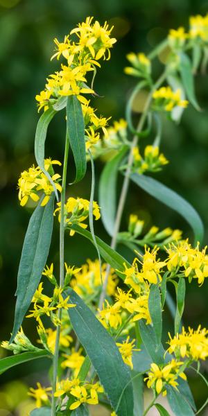 SOLIDAGO caesia 'Maryland'