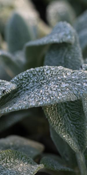 STACHYS byzantina 'Silver Carpet'