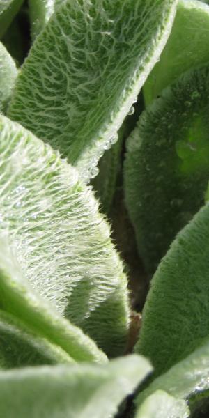 STACHYS byzantina 'Big Ears'