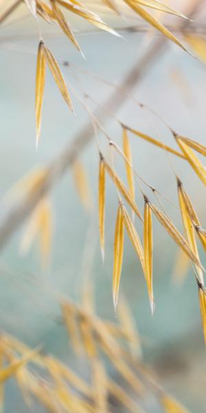 Stipa gigantea