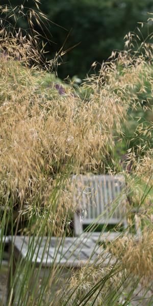 Stipa gigantea