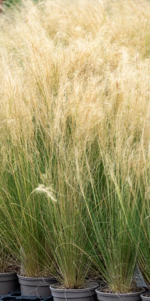 Stipa tenuissima